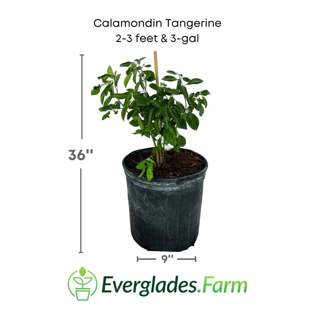 Calamondin Orange Tree Cutting | Dwarf Citrus Plant | Indoor/Outdoor Miniature Fruit Tree - Image 3