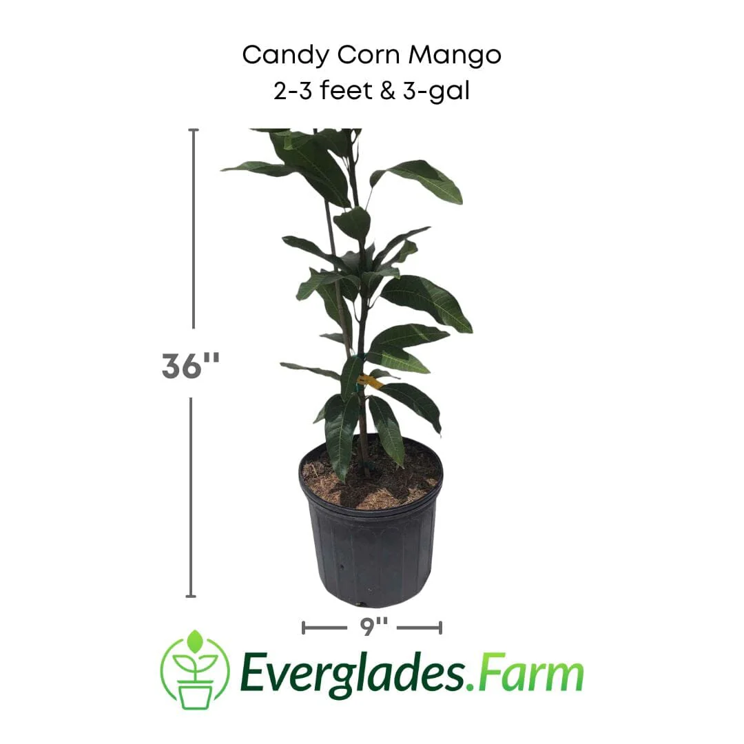 Candy Corn Mango Tree, Grafted - Image 2