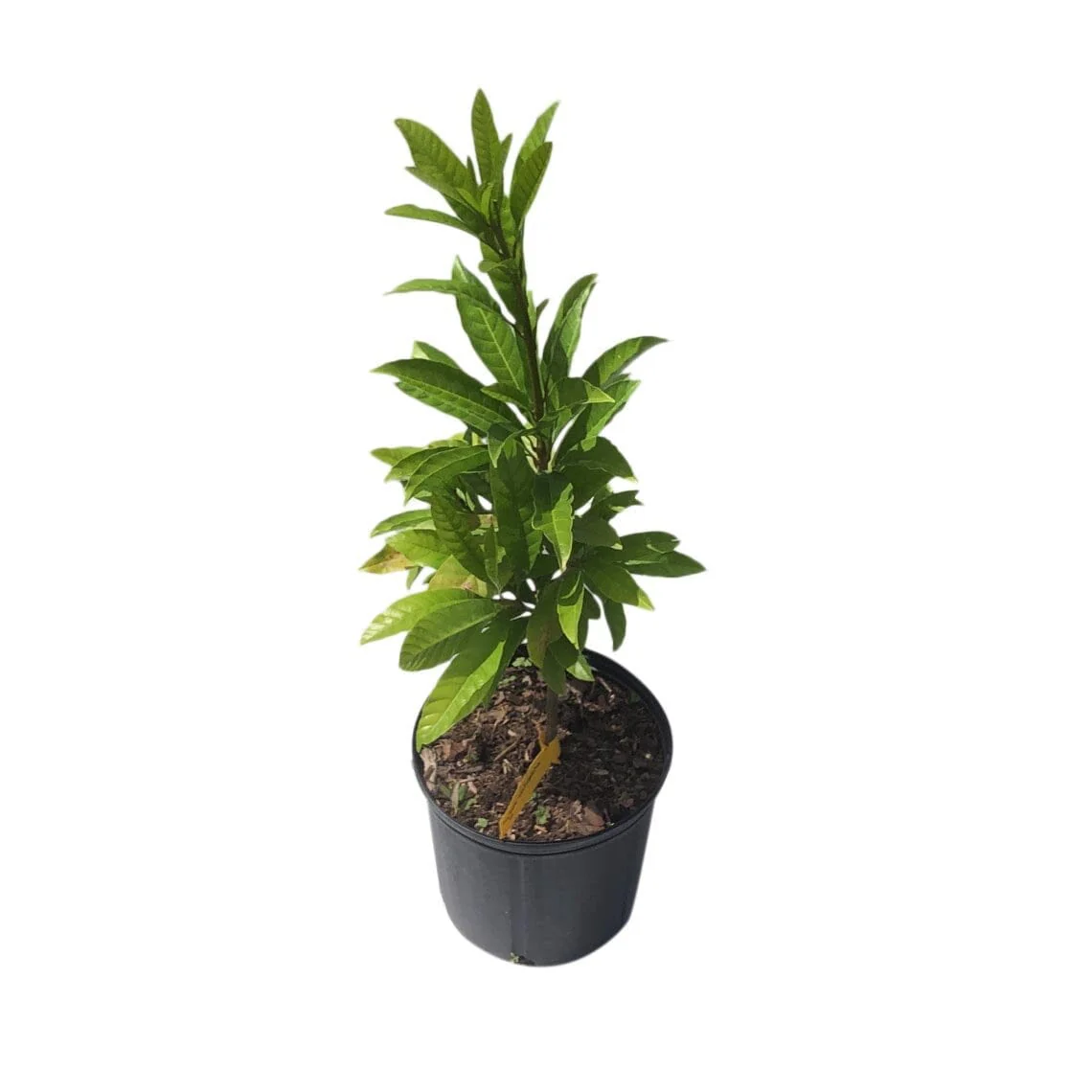Aru Canistel Grafted Tree
