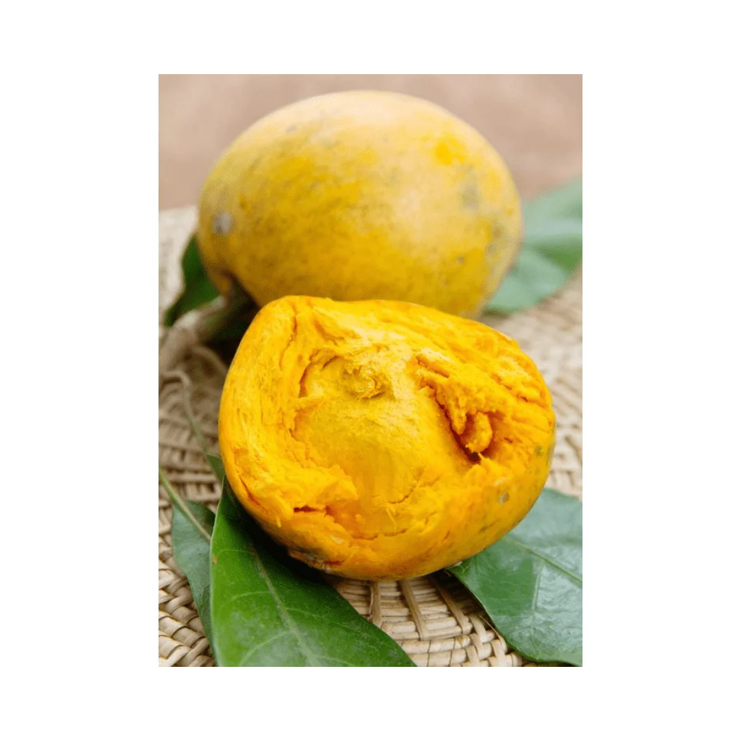 Bruce Canistel [Egg-Fruit] Tree - Image 4