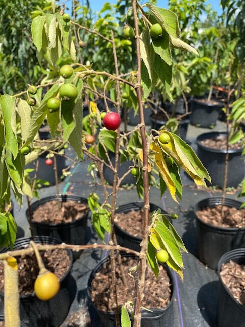 Strawberry Tree, Jamaica Red Cherry Capulina Tree - Image 3