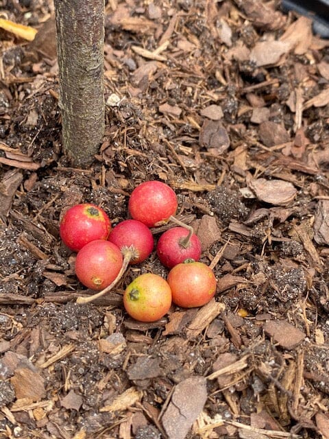 Strawberry Tree, Jamaica Red Cherry Capulina Tree - Image 4