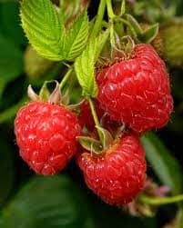 Caroline Raspberry Plant - Image 2