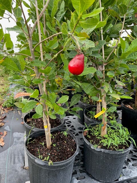 Cashew Tree, Red Fruit - Image 4
