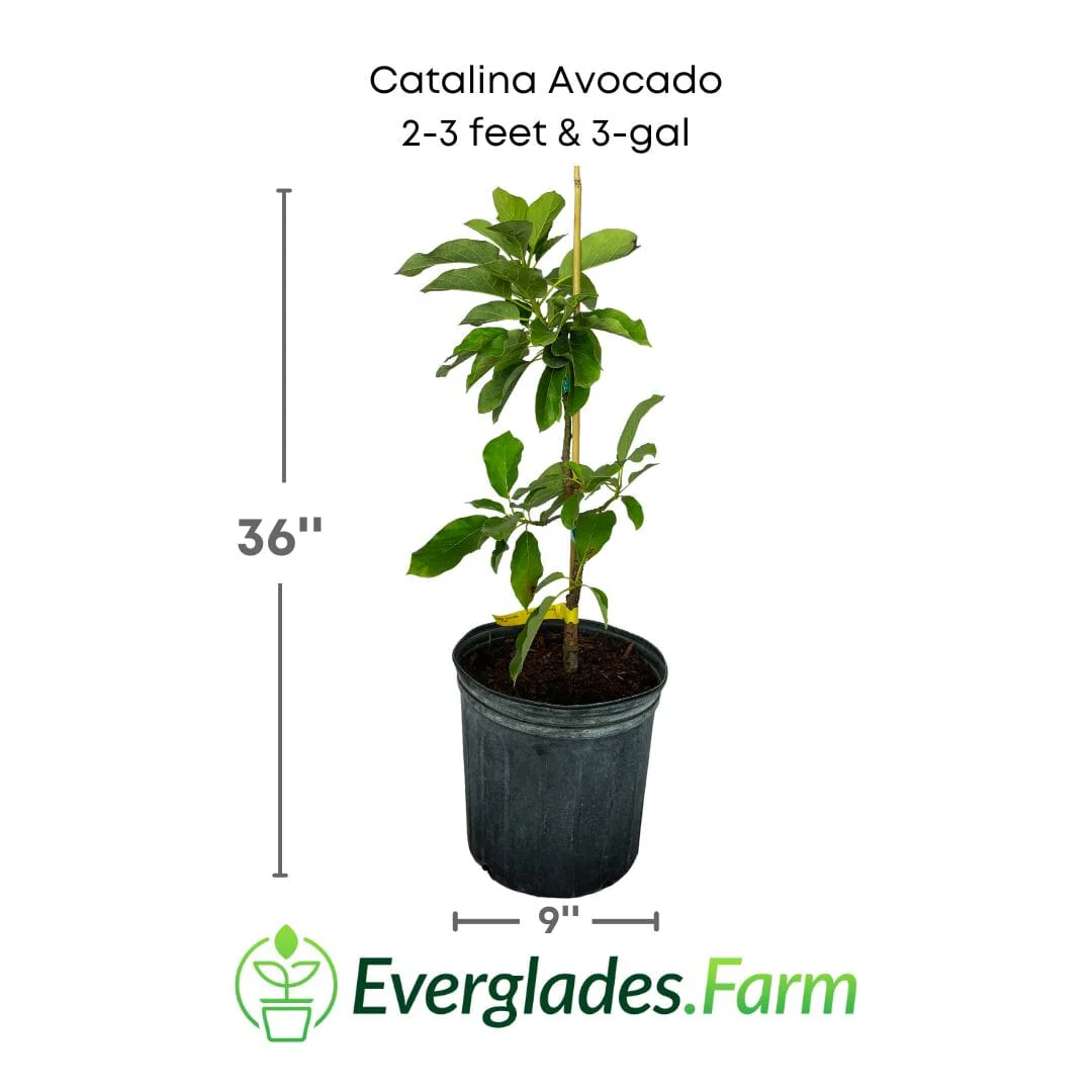 Catalina Avocado Tree, Grafted - Image 3