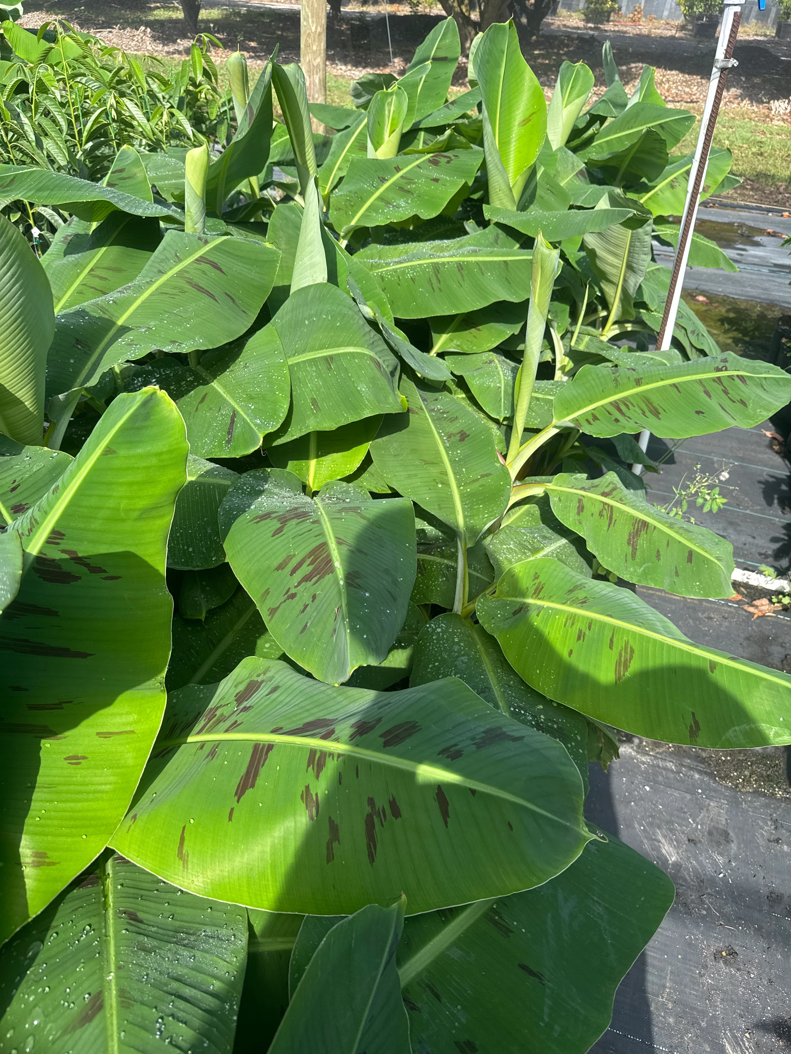 Cavendish Dwarf Banana Plant - Image 7