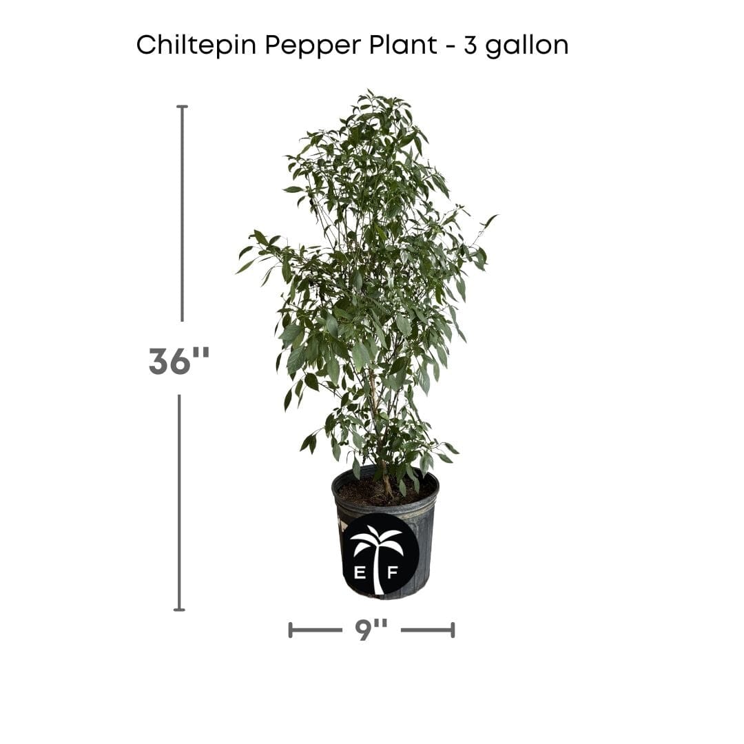 Chiltepin Tepin Hot Pepper Plant, Planta de chile de monte - Image 3