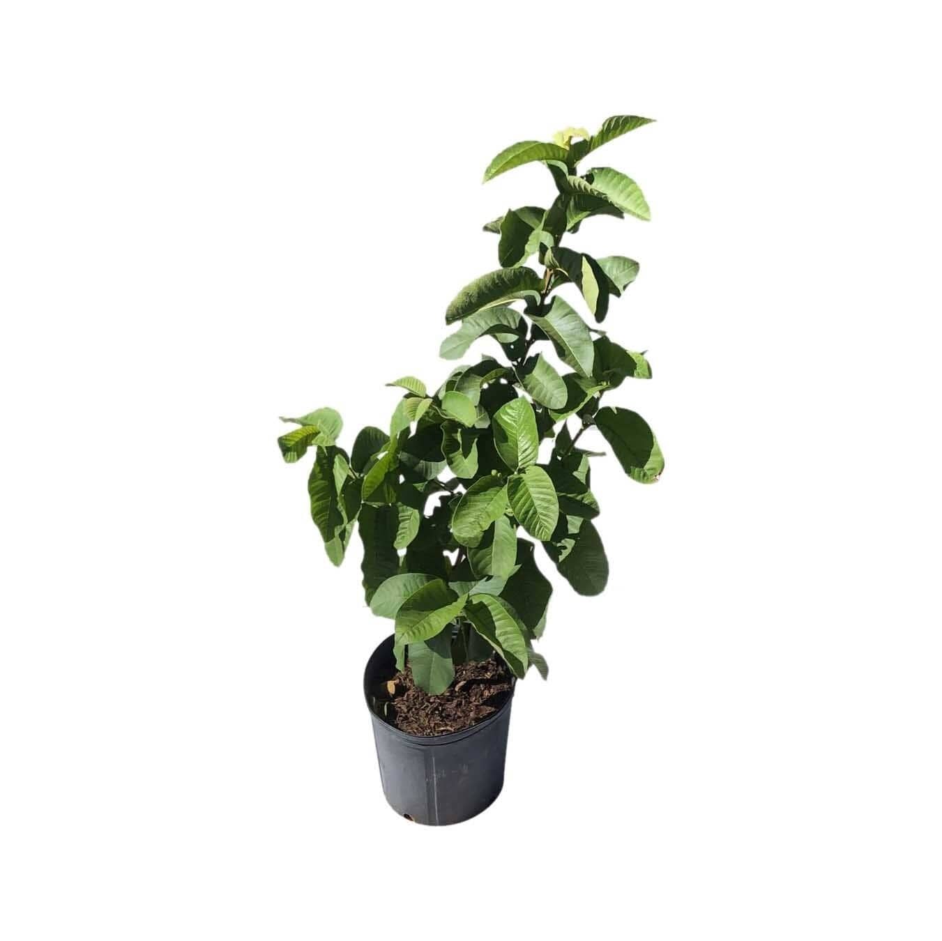 Chinese White Guava Tree