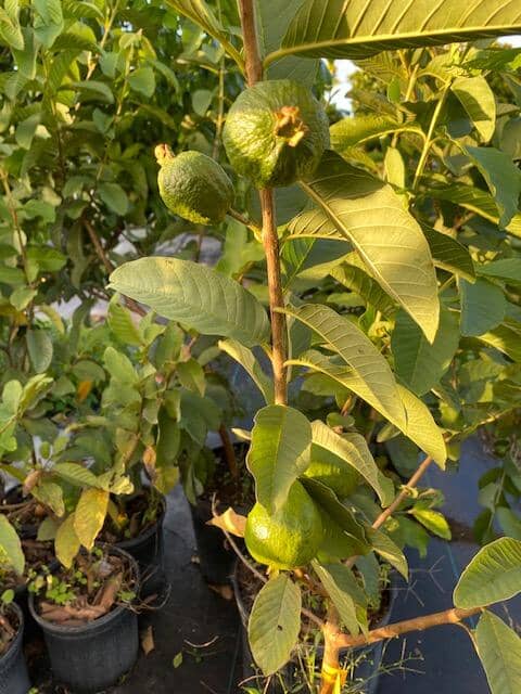 Chinese White Guava Tree - Image 2
