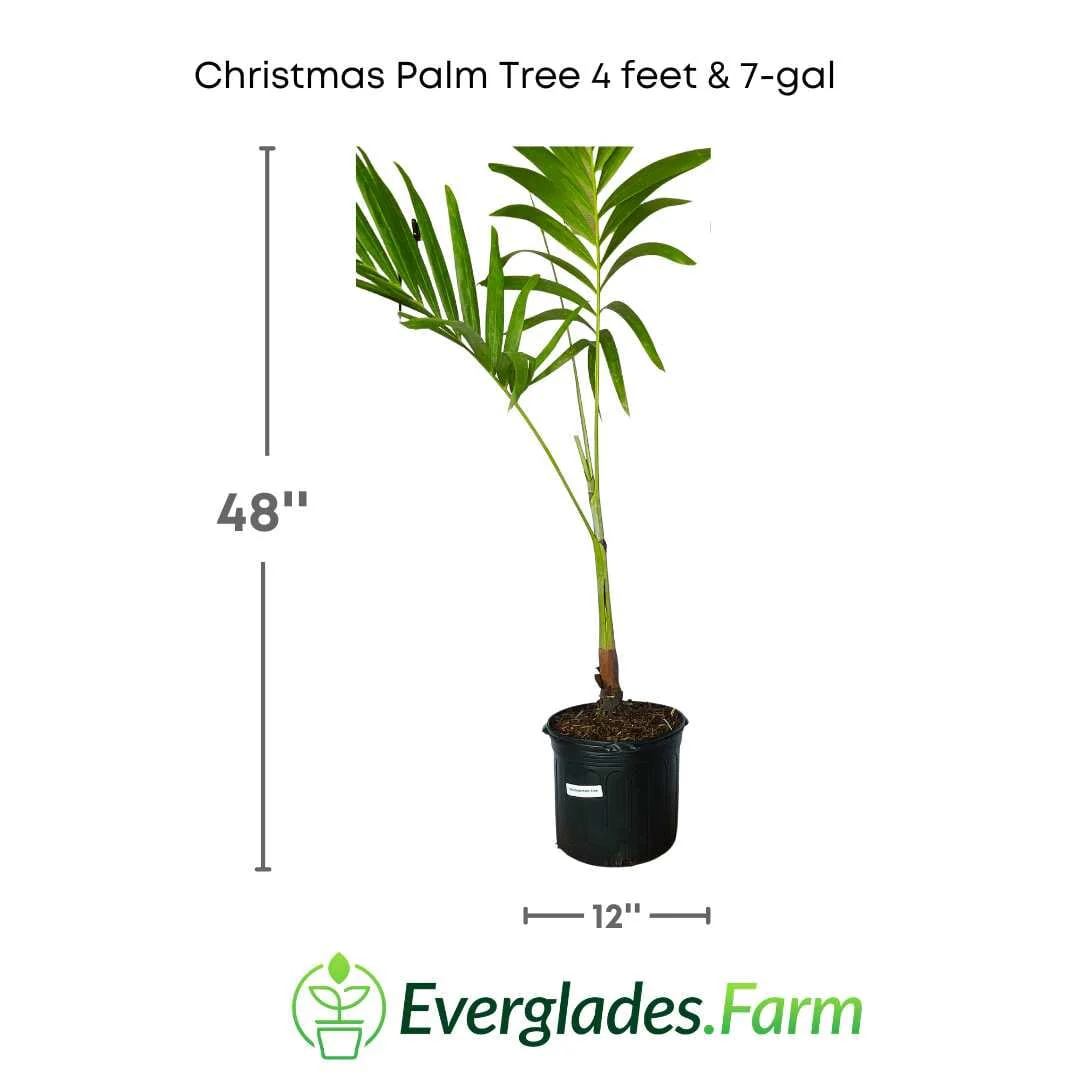 Christmas Palm Tree - Image 3