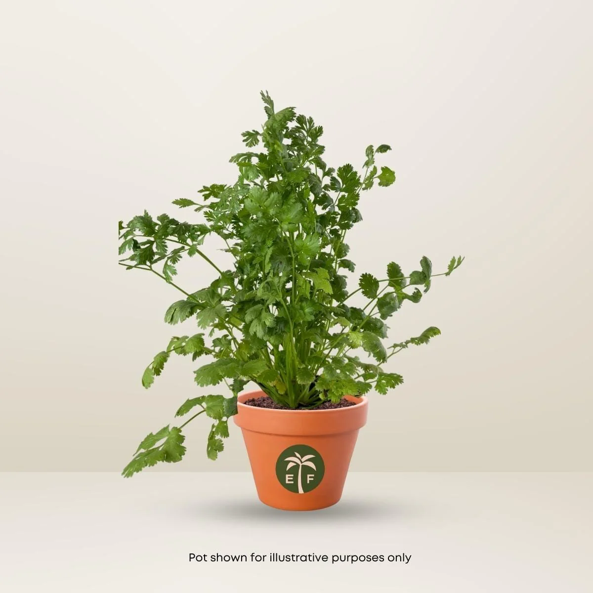 Cilantro Plant Leisure - Organic and Fast growing in 1 gallon container