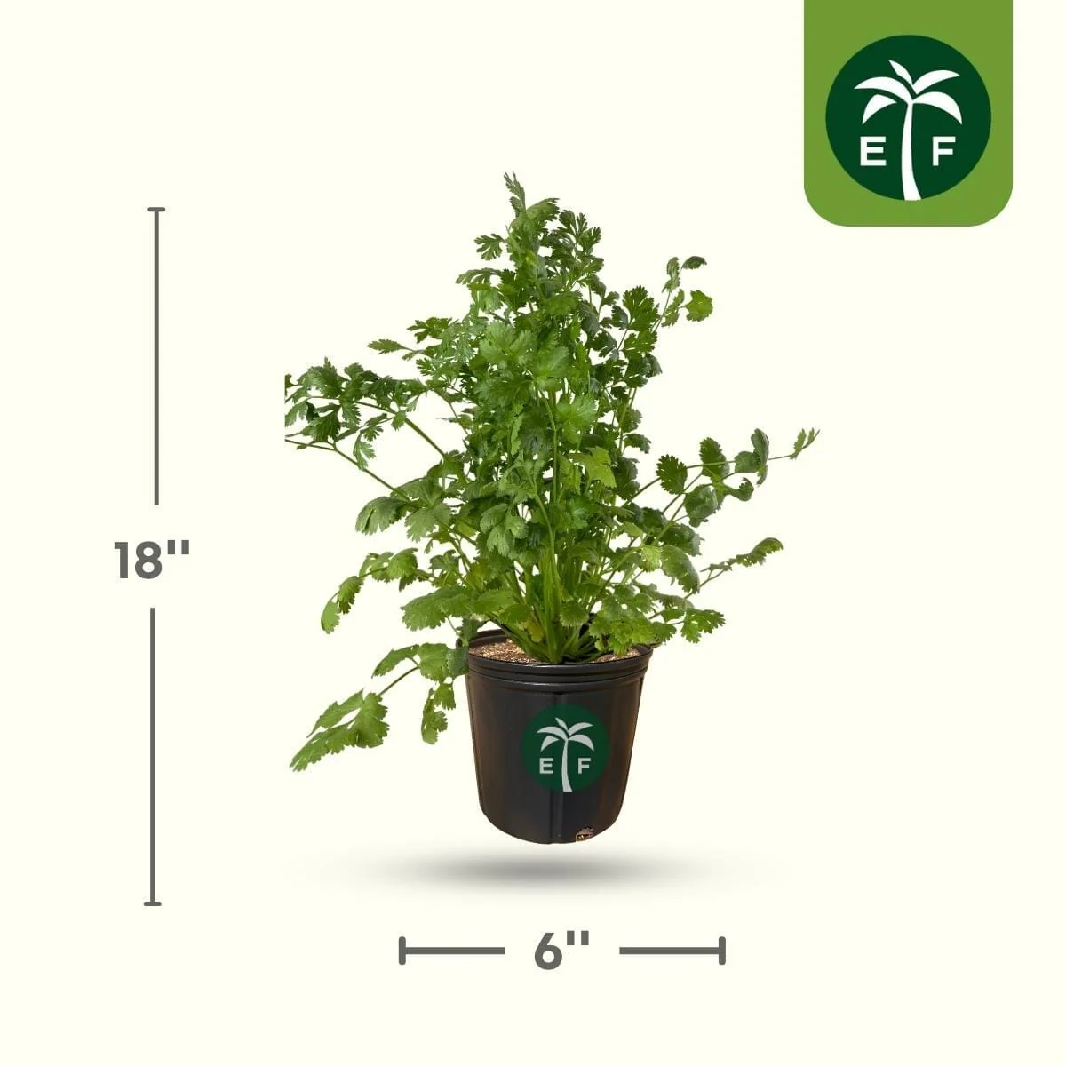 Cilantro Plant Leisure - Organic and Fast growing in 1 gallon container - Image 2
