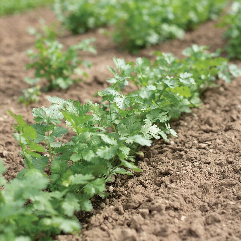 Cilantro Plant Leisure - Organic and Fast growing in 1 gallon container - Image 3