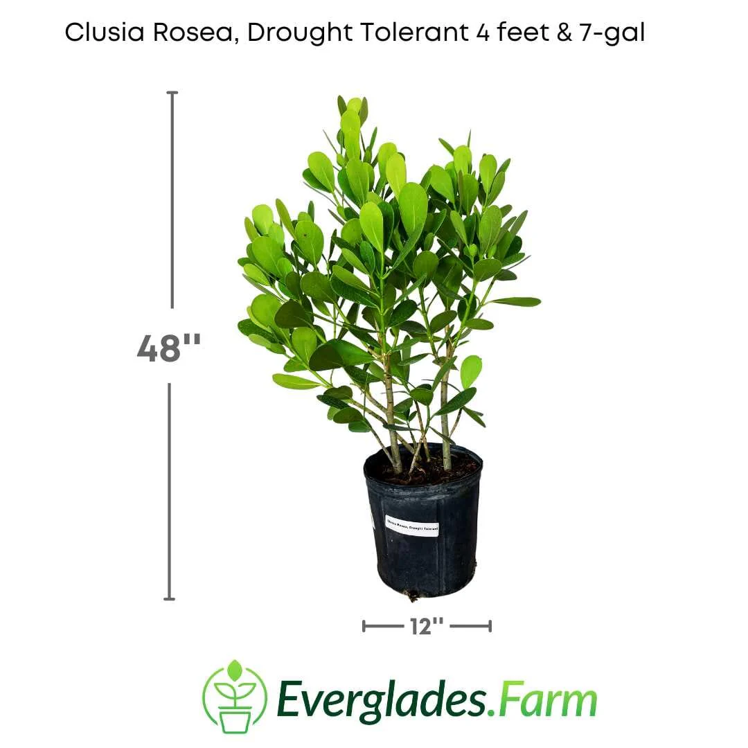 Clusia Rosea, Plant - Image 5