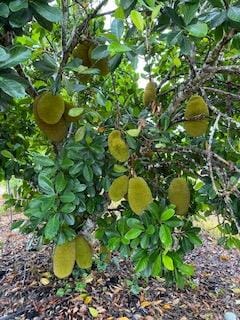 Cochin Dwarf Jackfruit Tree, Grafted - Image 3