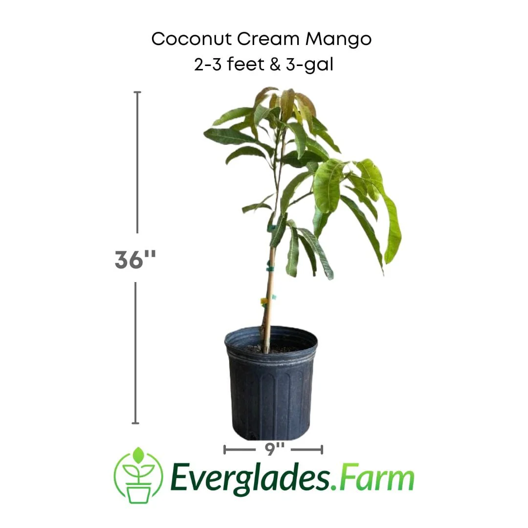 Coconut Cream Mango Tree – Premium Grafted Variety from Florida - Image 3