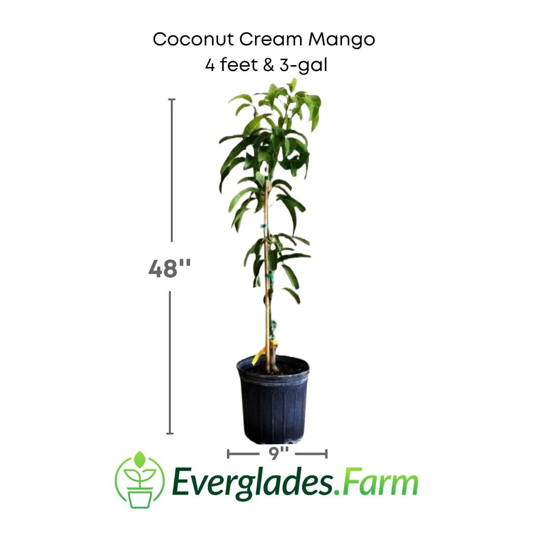 Coconut Cream Mango Tree – Premium Grafted Variety from Florida - Image 4