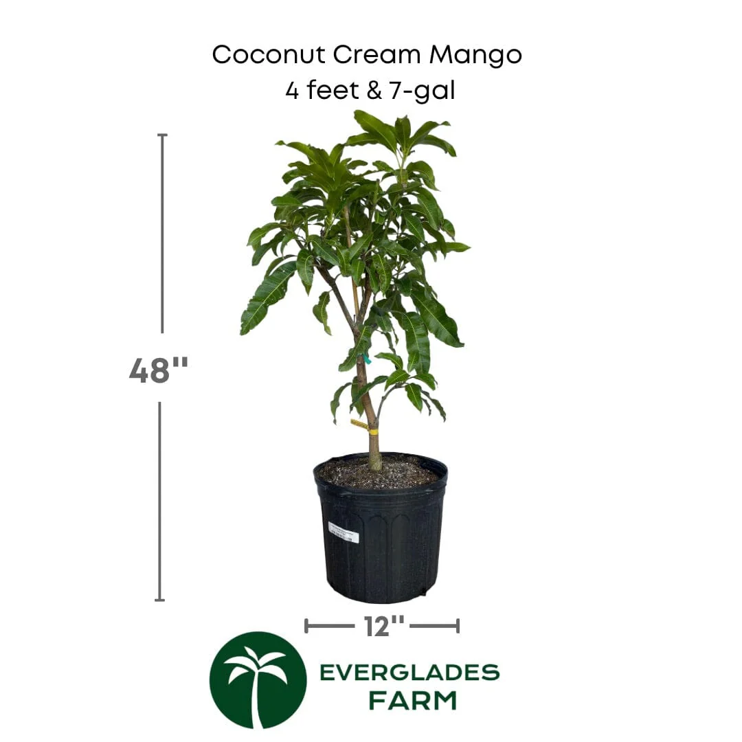 Coconut Cream Mango Tree – Premium Grafted Variety from Florida - Image 5