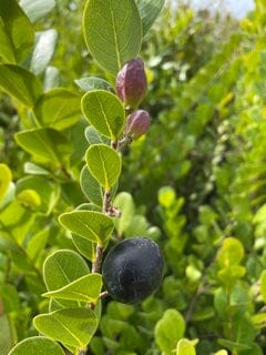 Cocoplum, Hicaco, Plant