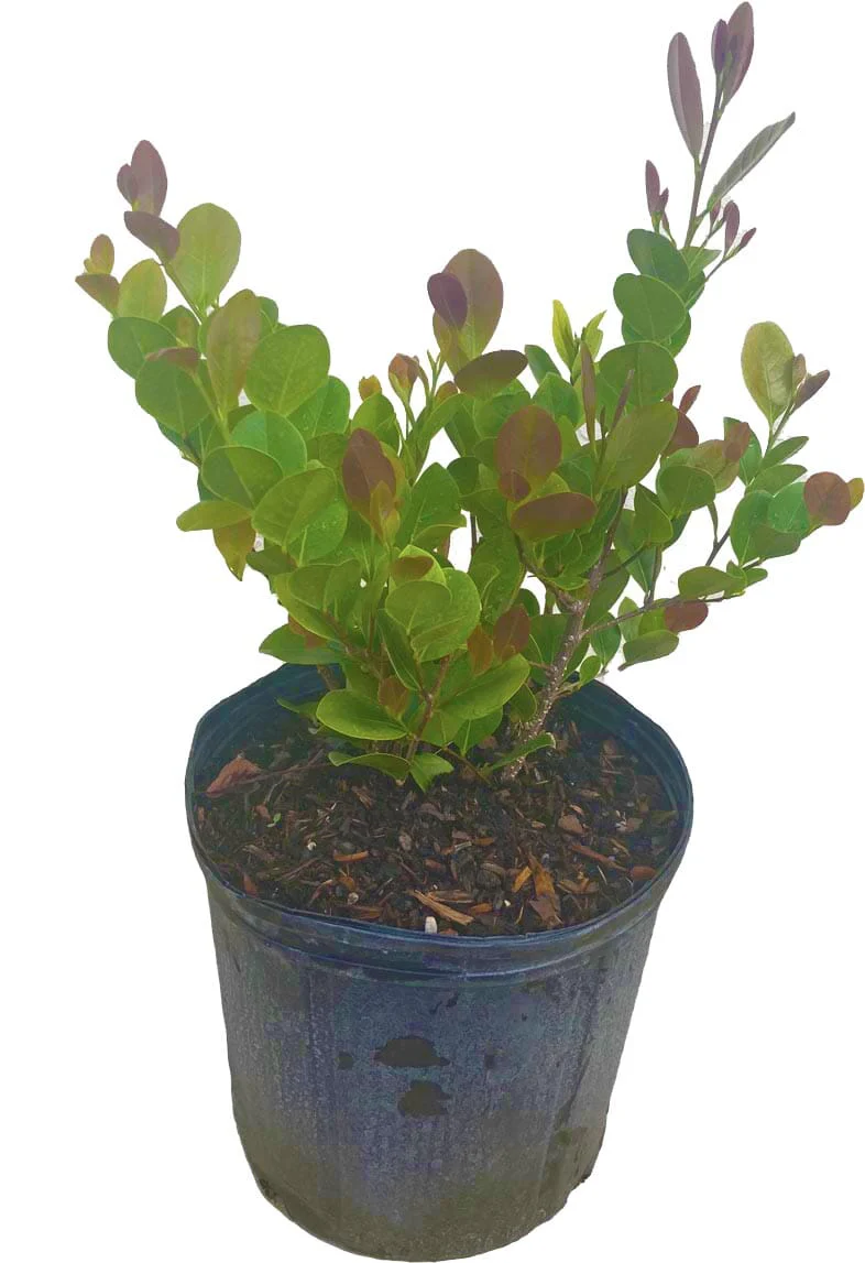 Cocoplum, Hicaco, Plant - Image 2