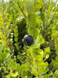 Cocoplum, Hicaco, Plant - Image 3