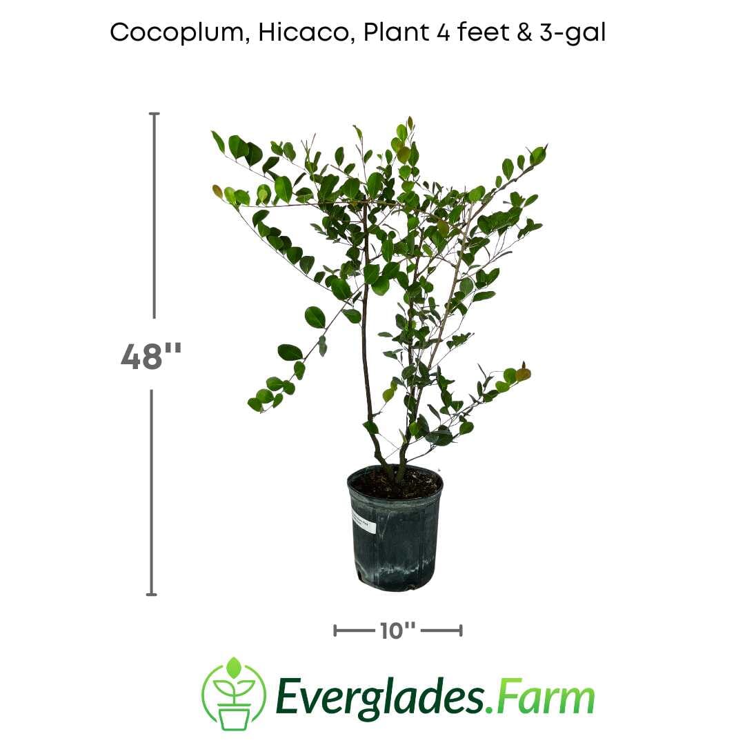 Cocoplum, Hicaco, Plant - Image 4