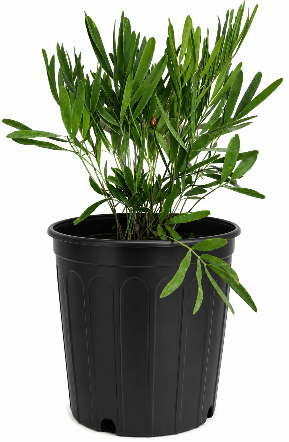 Coontie Palm