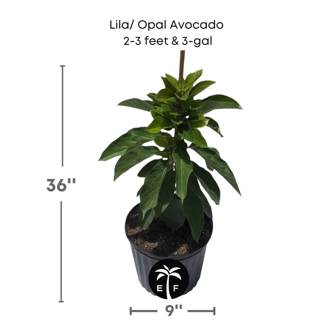 Lila / Opal Avocado Tree, Semi Dwarf, Grafted - Image 3