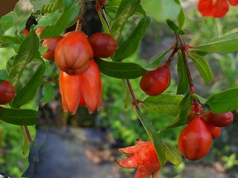 Dwarf Red Pomegranate Plant - Image 3