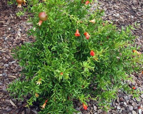 Dwarf Red Pomegranate Plant - Image 4