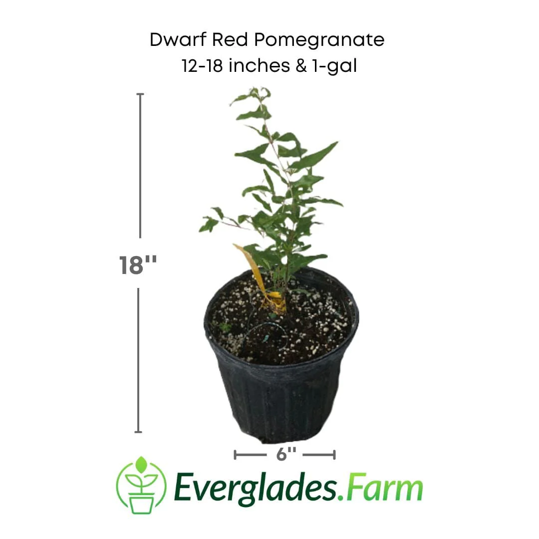 Dwarf Red Pomegranate Plant - Image 5