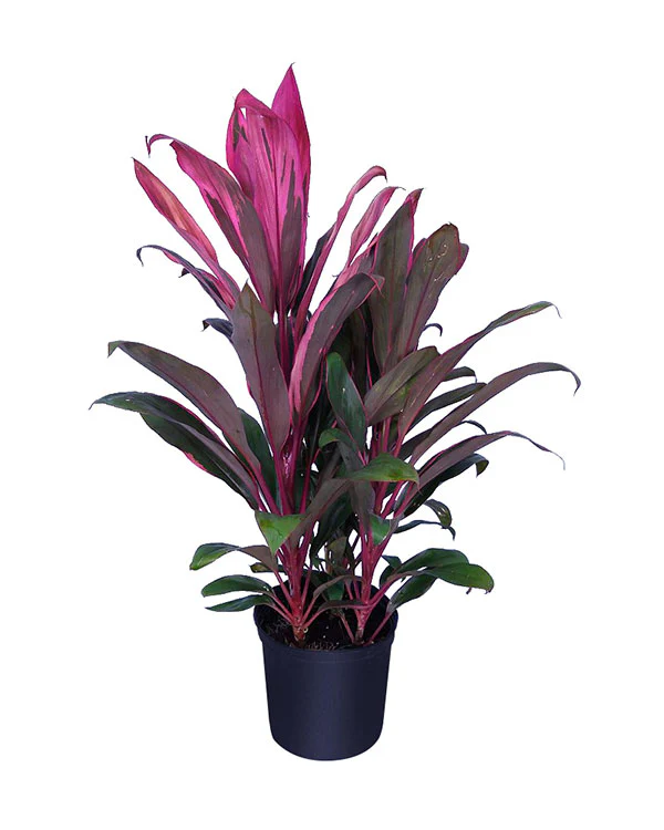 Red Sister Plant, Cordyline Terminalis Ti Plant