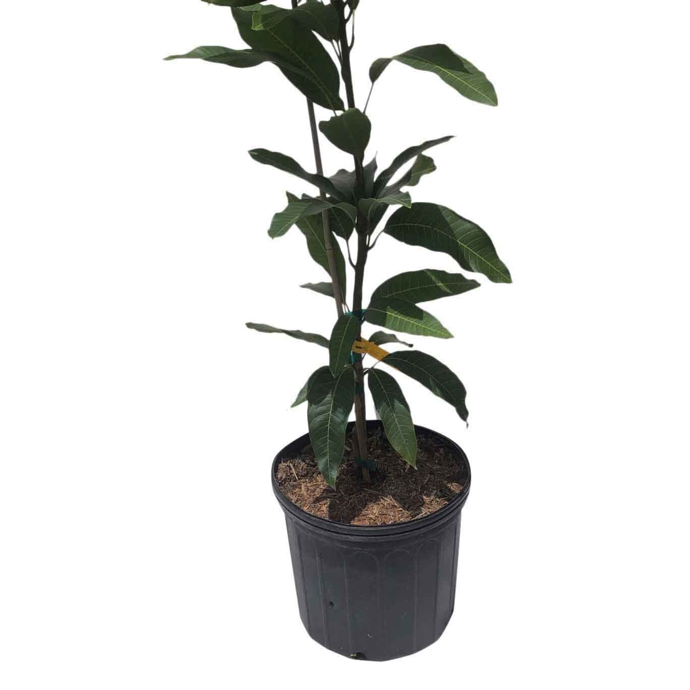 Cotton Candy Mango Tree, Grafted