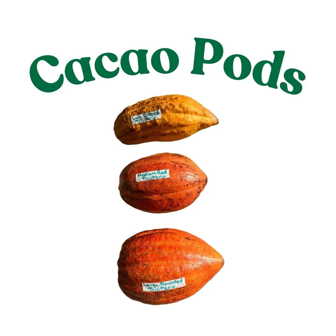 Criollo Cacao Chocolate Tree - Image 4