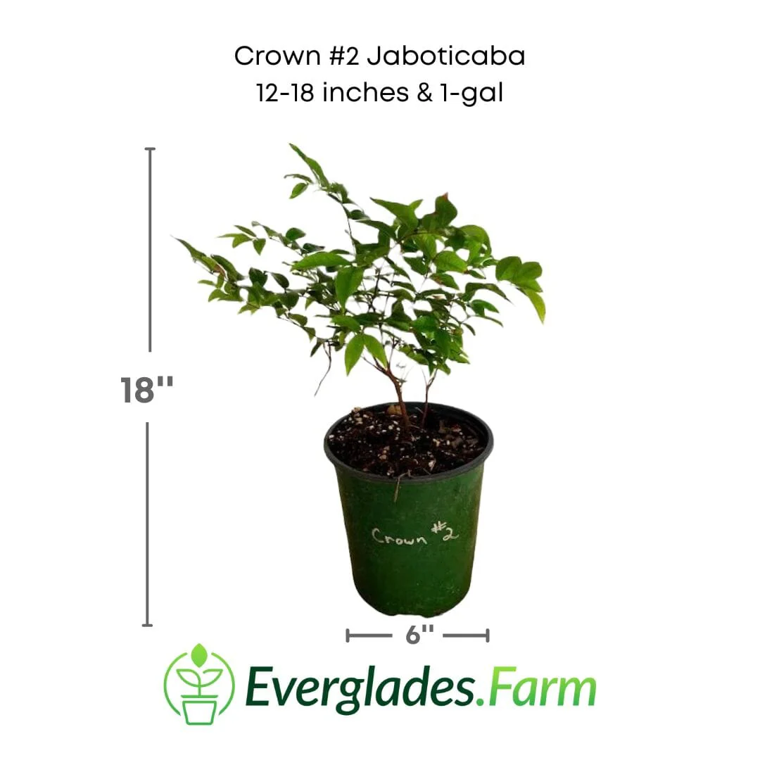 Crown #2 Jaboticaba Tree - Image 3