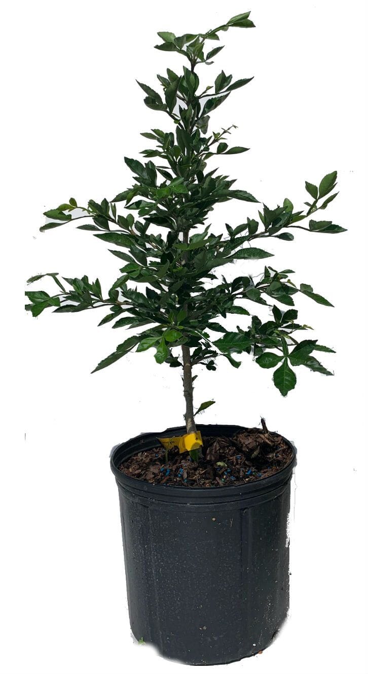 Cuajilote Parmentiera Aculeata Tree