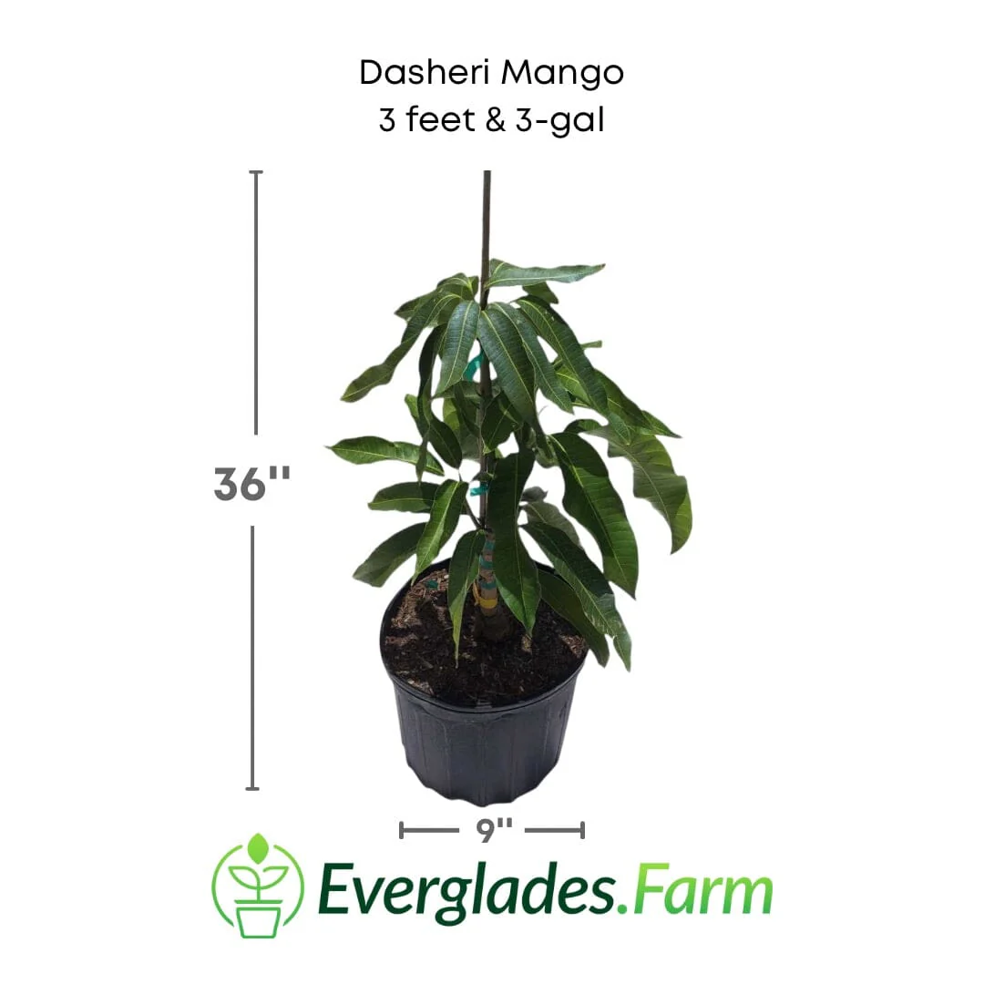 Dasheri, Dusari Mango Tree, Grafted - Image 2