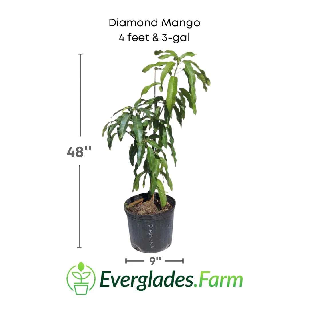 Diamond Mango Tree, Grafted - Image 3