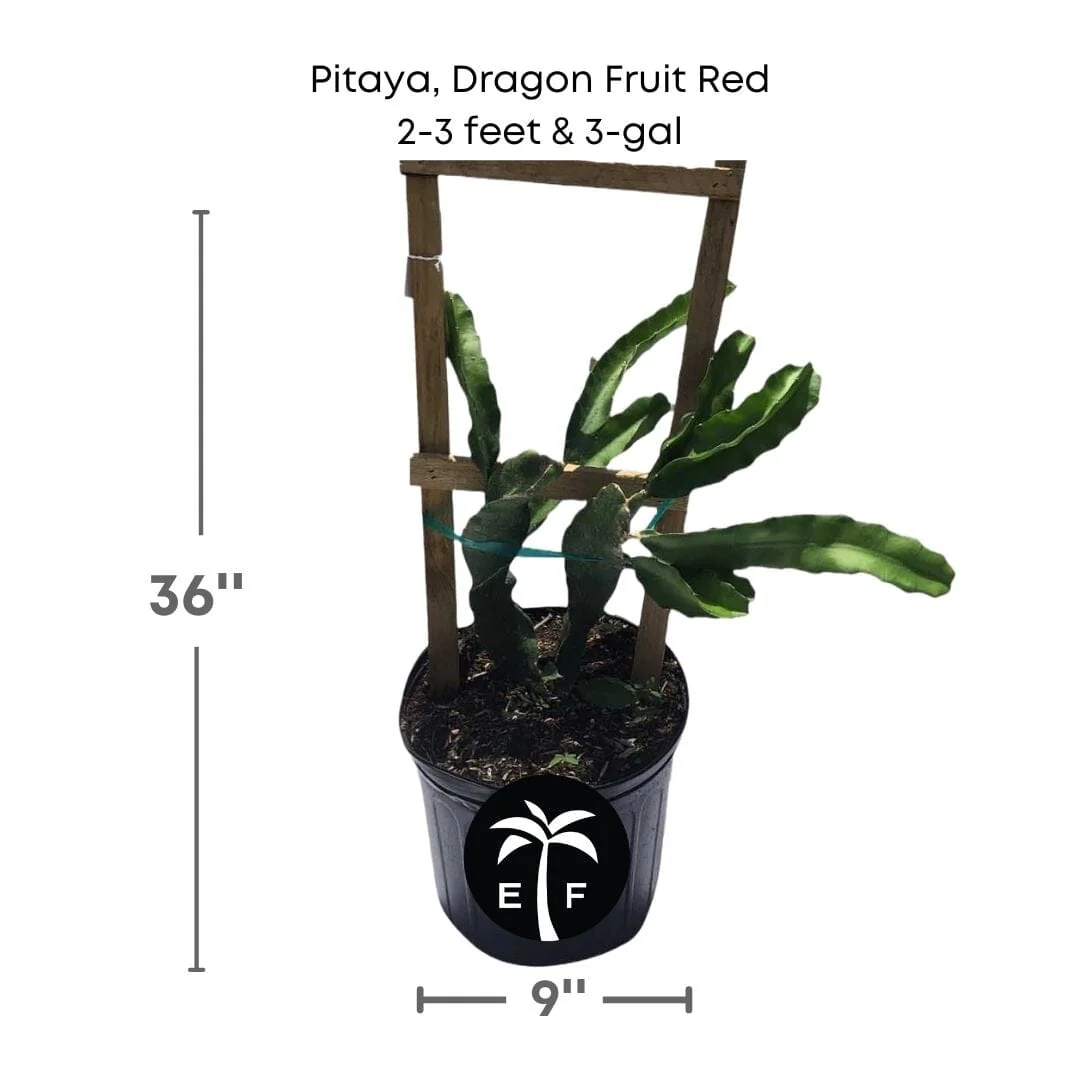 Pitaya, Dragon Fruit Red - Image 3
