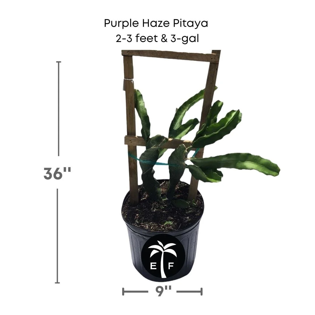 Purple Haze Pitaya, Dragon Fruit - Image 3