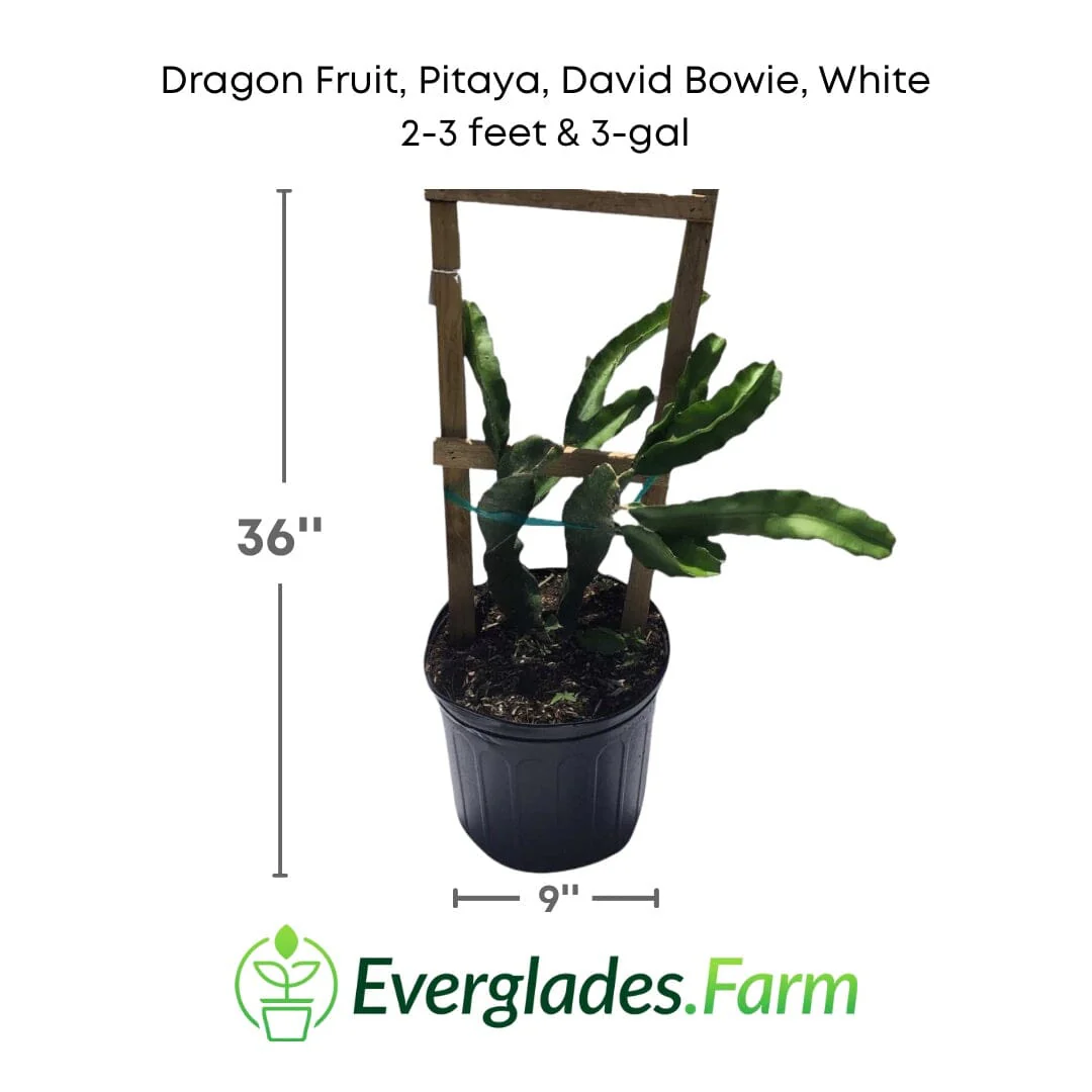 Dragon Fruit, Pitaya, David Bowie, White - Image 3