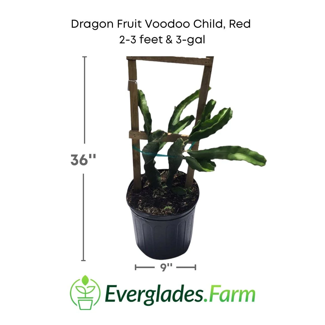 Dragon Fruit Voodoo Child, Red, Pitaya Roja - Image 3