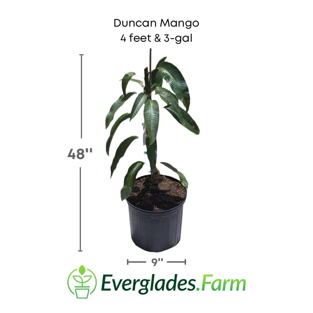 Duncan Mango Tree, Grafted - Image 3