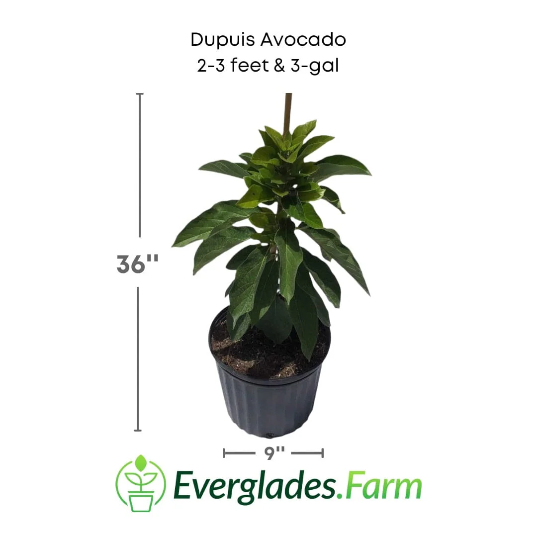 Dupuis Avocado Tree Grafted - Image 3