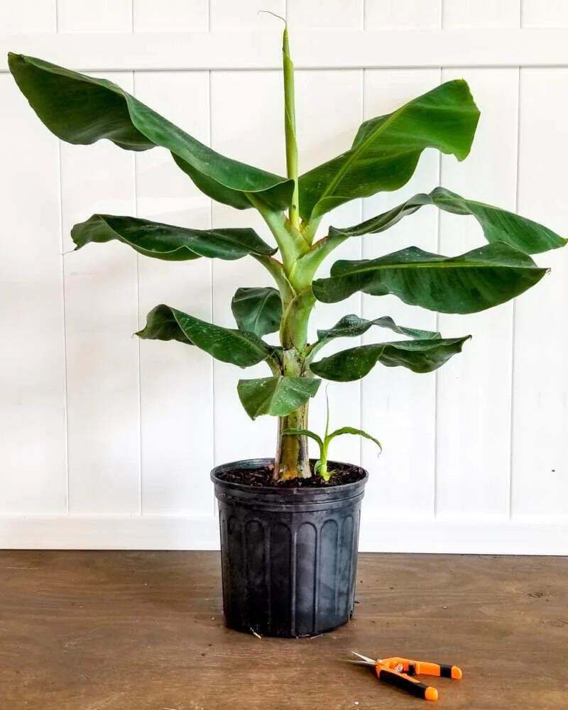Dwarf Green Banana Plant - Image 2