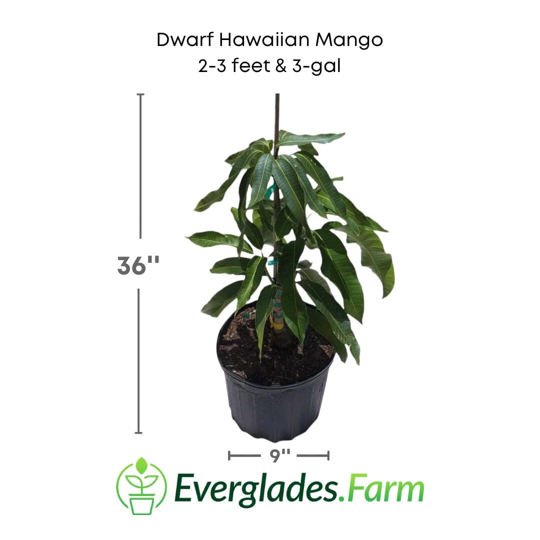 Dwarf Hawaiian Mango Tree, Grafted - Image 2