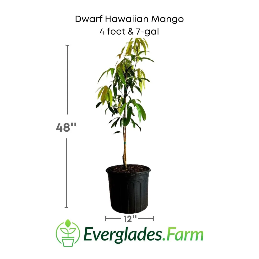 Dwarf Hawaiian Mango Tree, Grafted - Image 3