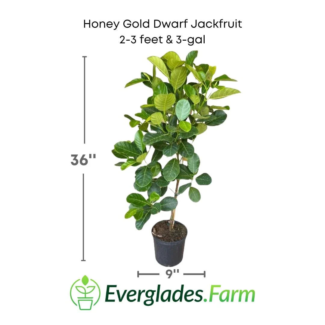 Honey Gold Dwarf Jackfruit Tree, Grafted - Image 4