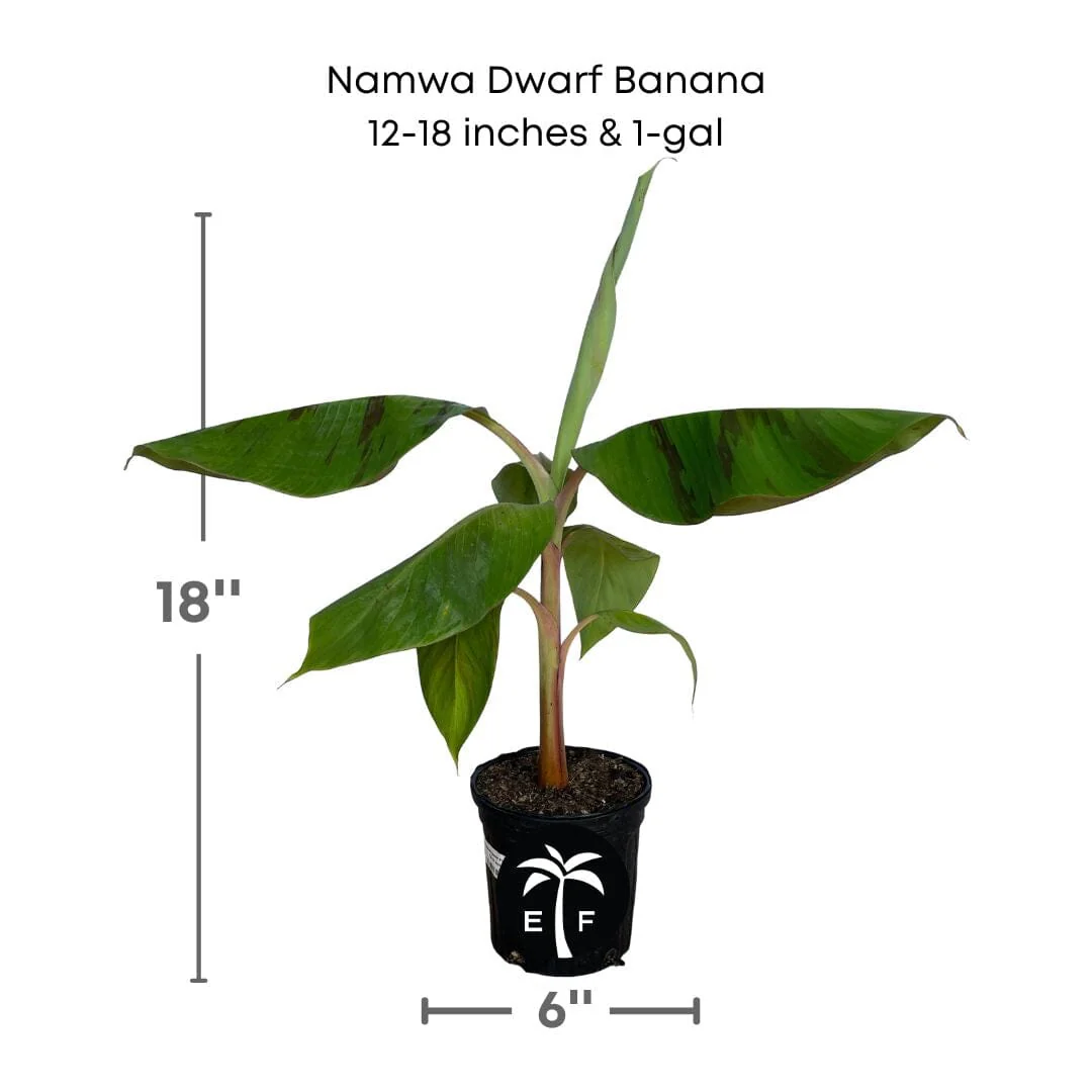 Namwa Dwarf Banana Tree - Image 3