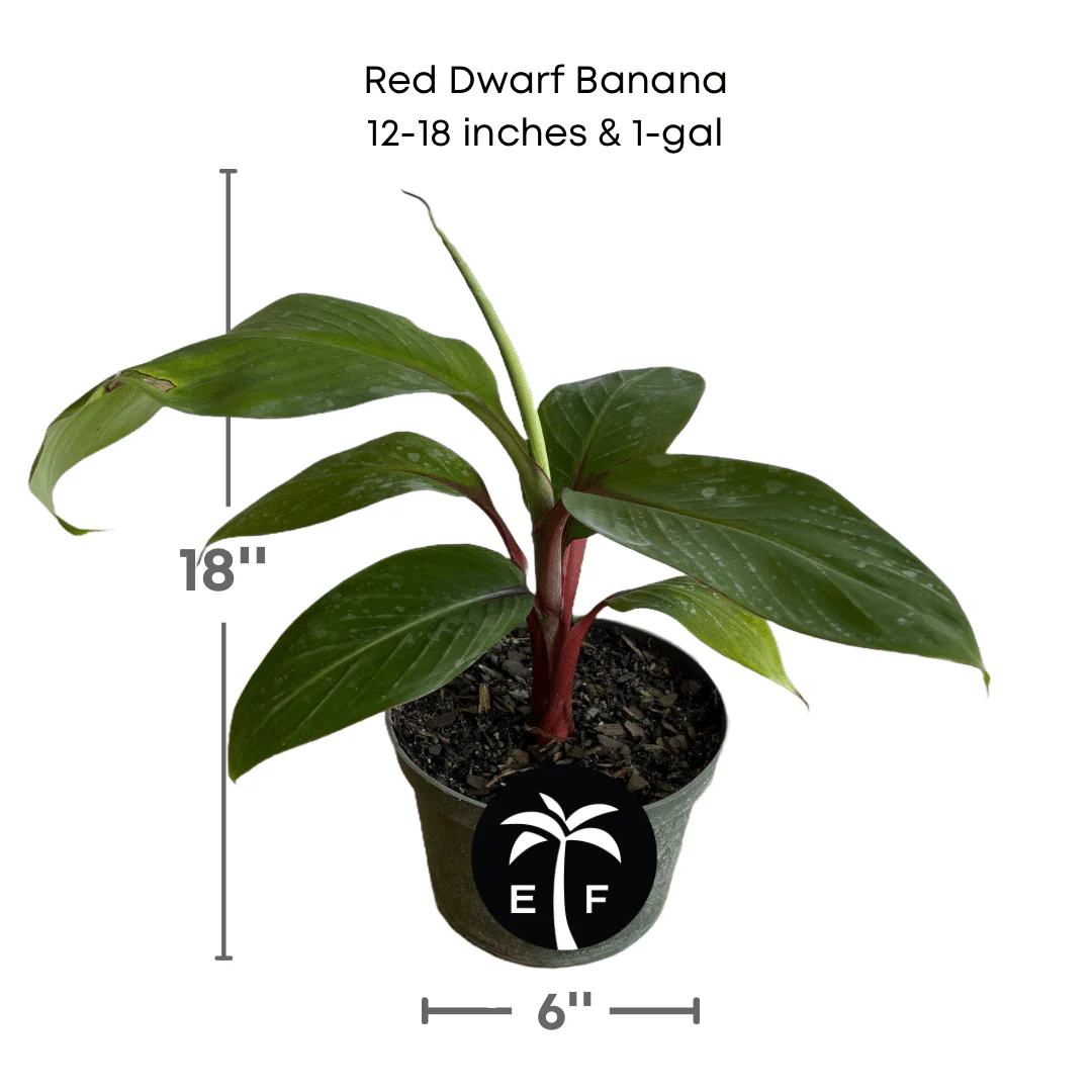Red Dwarf Banana Tree or Red Cuban Banana - Image 3